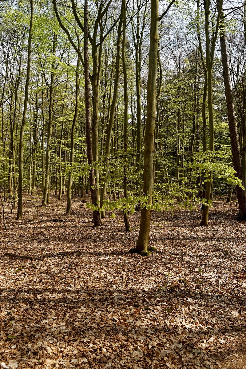Jonge groene bladeren in het bos De Dennen op Texel